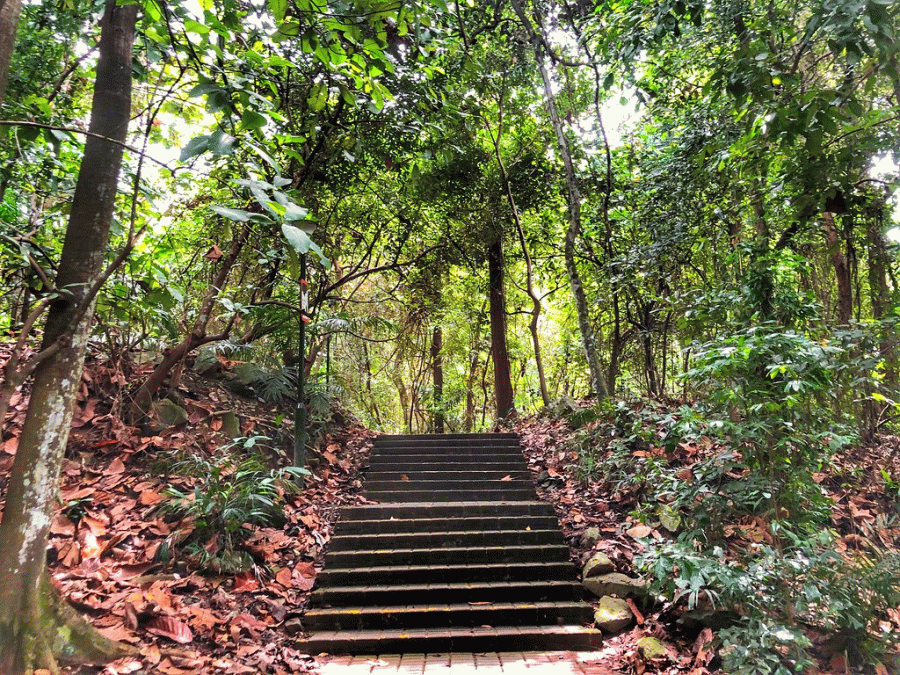 Bukit Batok Nature Park